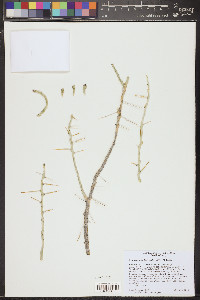 Cylindropuntia leptocaulis image