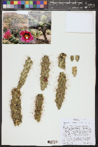 Cylindropuntia x kelvinensis image