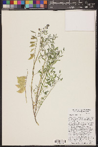 Astragalus allochrous image