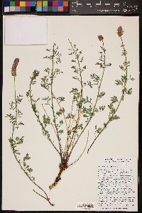 Dalea searlsiae image