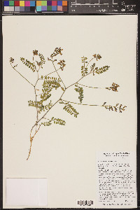 Astragalus subcinereus image