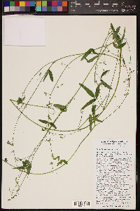 Desmodium neomexicanum image