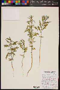 Dysphania graveolens image