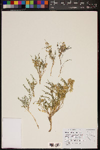 Astragalus johannis-howellii image
