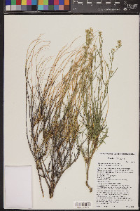 Lepidium fremontii image