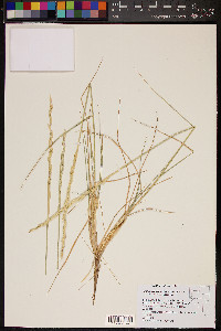 Elymus lanceolatus image