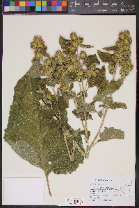 Arctium minus image