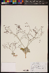 Eriogonum watsonii image