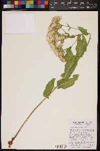 Acourtia wrightii image