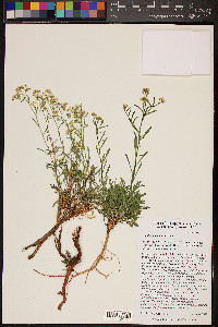 Lepidium montanum image