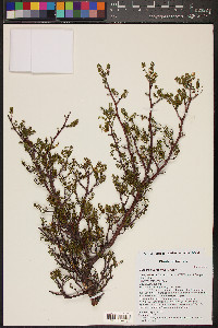 Bursera microphylla image