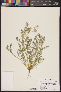 Astragalus nothoxys image