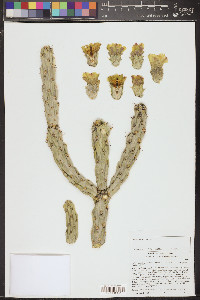 Cylindropuntia californica image