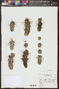 Cylindropuntia prolifera image