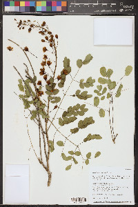 Caesalpinia mexicana image