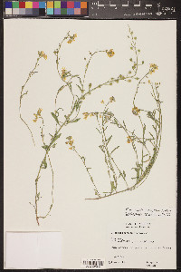 Physaria gordonii image