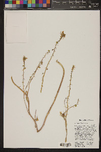 Dimorphocarpa wislizeni image