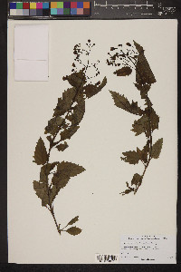 Scrophularia parviflora image