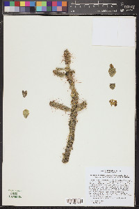 Cylindropuntia whipplei image