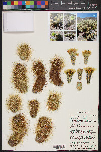 Cylindropuntia bigelovii image