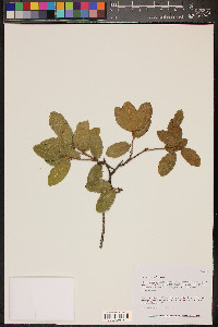 Quercus arizonica image