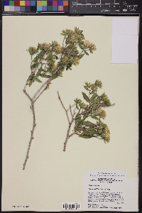 Trixis californica image