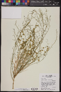 Ambrosia salsola image