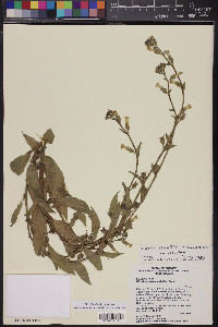 Nicotiana obtusifolia image