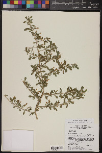 Lycium exsertum image