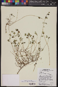 Aloysia wrightii image