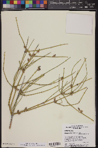 Ephedra fasciculata image