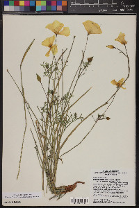 Eschscholzia californica subsp. mexicana image