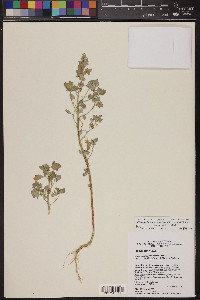 Chenopodium sonorense image