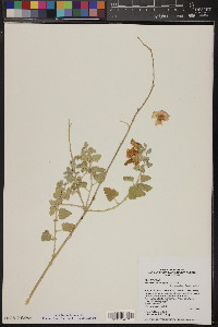 Sphaeralcea ambigua image