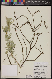 Phoradendron californicum image