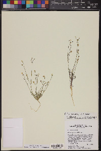 Gilia stellata image