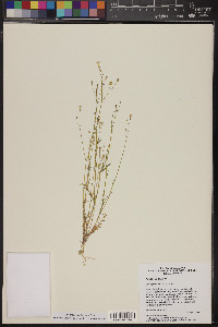 Gilia flavocincta image