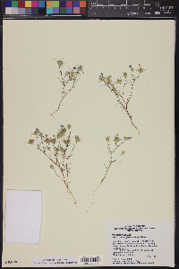 Eriastrum diffusum image