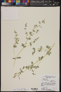 Kallstroemia parviflora image