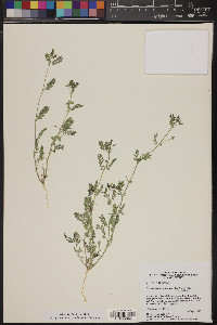 Kallstroemia californica image