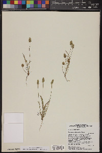 Plantago patagonica image