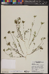 Daucus pusillus image