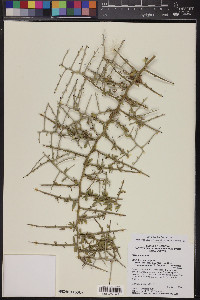 Sarcomphalus obtusifolius var. canescens image