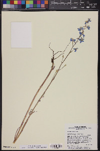 Delphinium parishii image