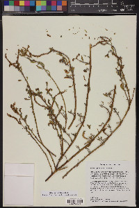 Heliotropium curassavicum image