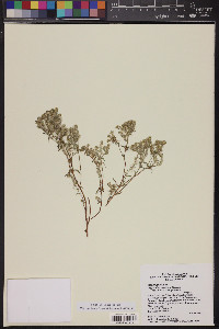 Cryptantha maritima image