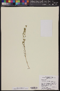 Cryptantha pterocarya image