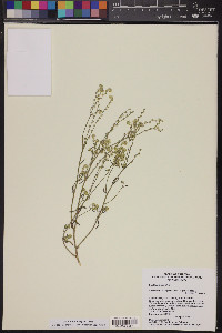 Cryptantha decipiens image