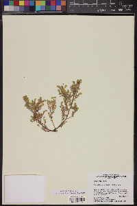 Johnstonella angustifolia image