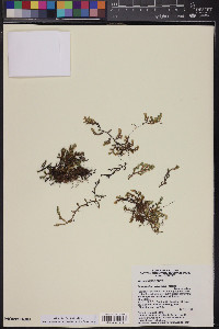 Selaginella arizonica image